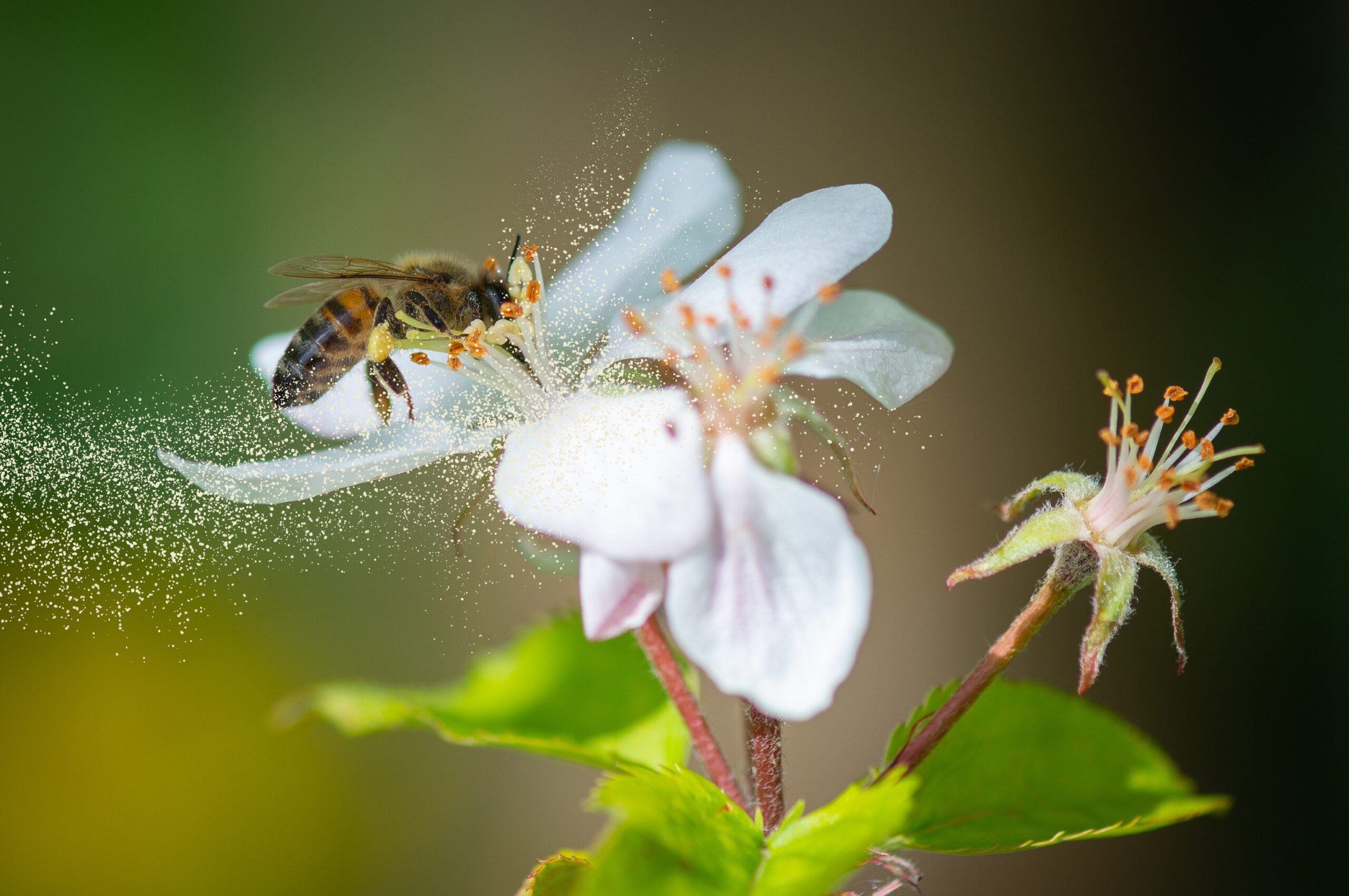 Honey,Bee,Collecting,Pollen,Grains