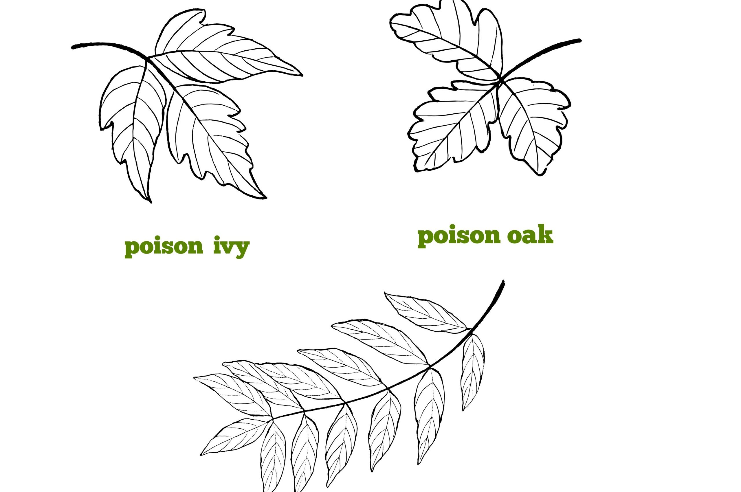 Set,Of,Illustrations,Of,Poisonous,Leaves.,Toxic,Plants,-,Poison