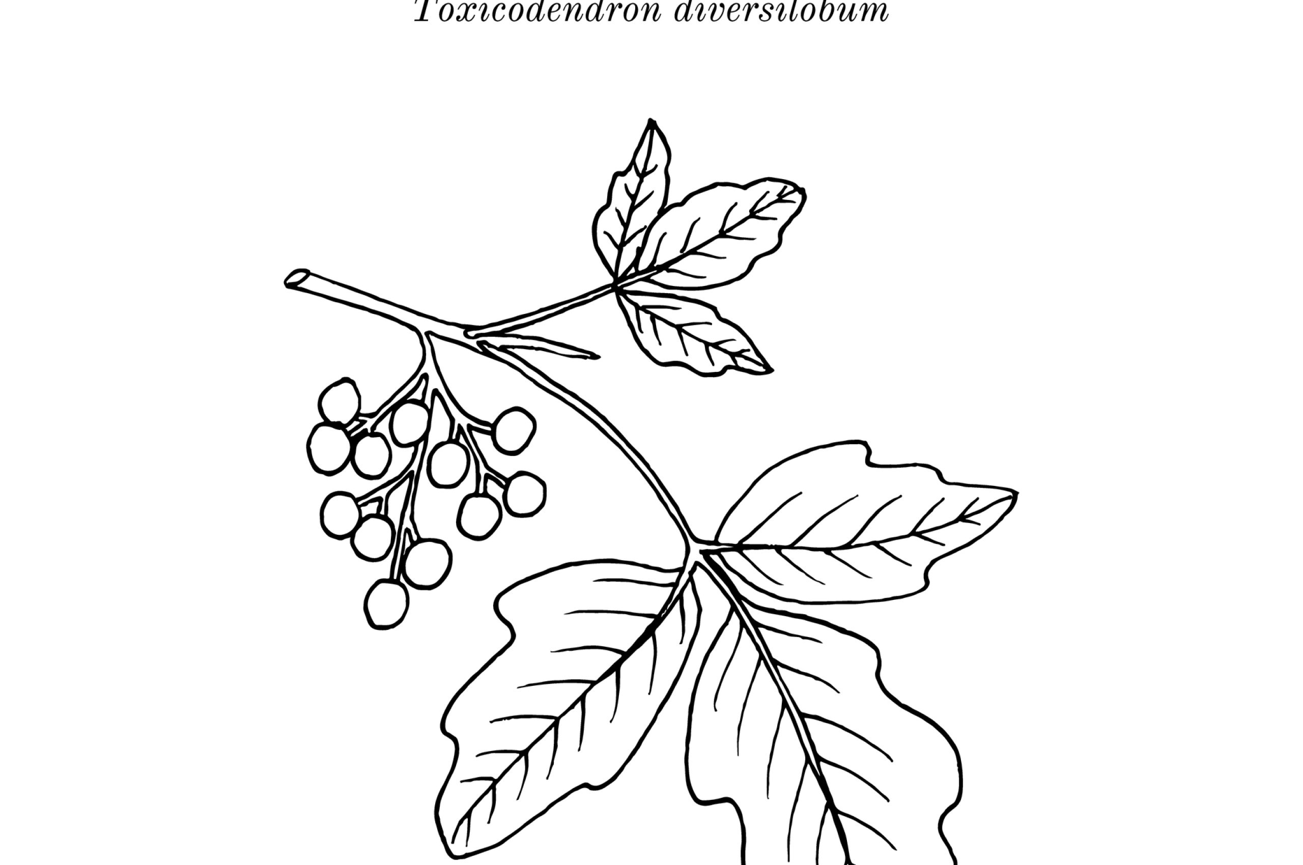 Pacific,,Or,Western,Poison,Oak,(toxicodendron,Diversilobum),,Medicinal,Plant.,Hand