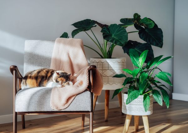 Multicolor,Cat,Pet,Sleeping,On,Retro,Style,Armchair,In,Modern