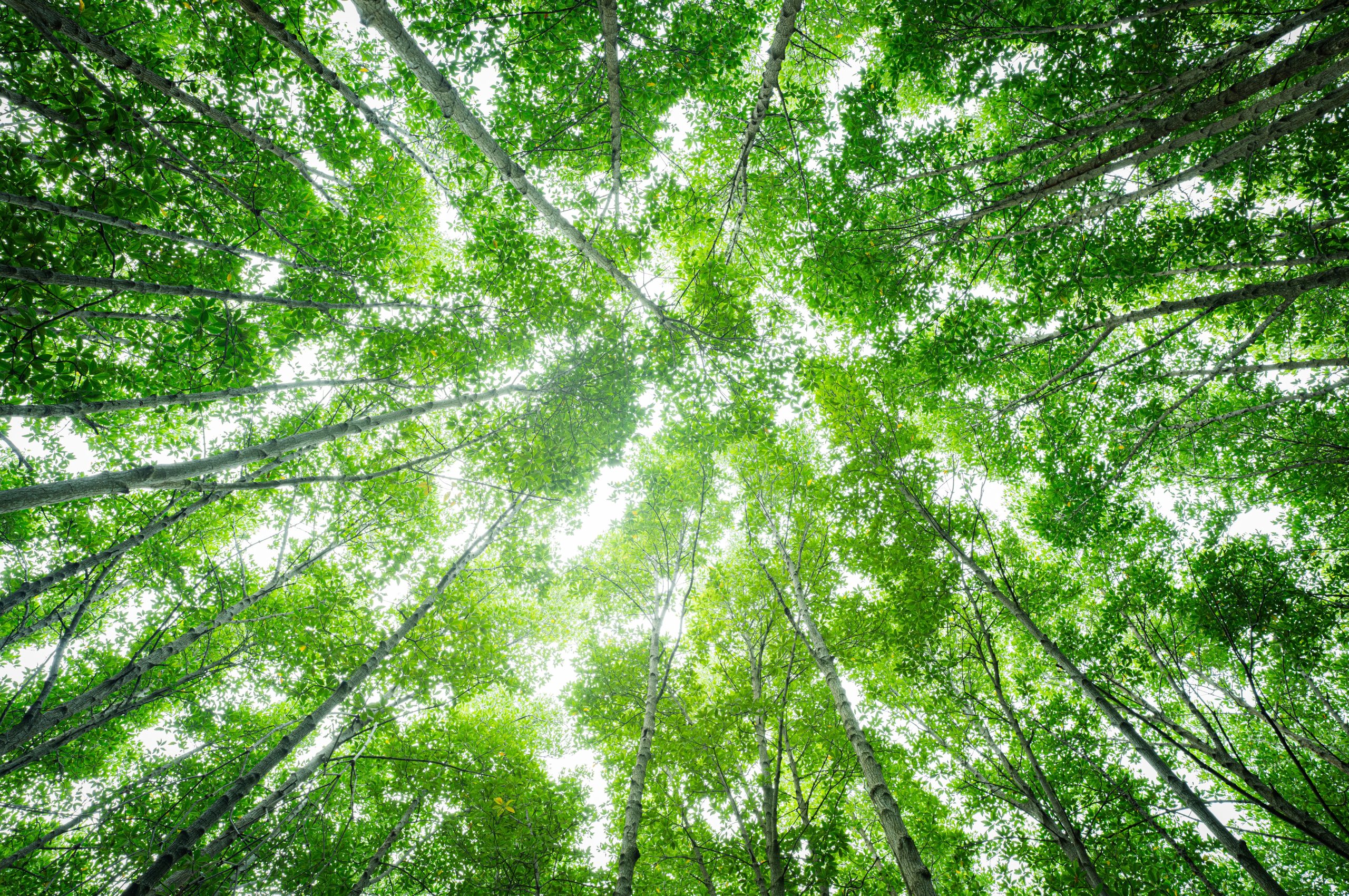 Bottom-up,View,Green,Mangrove,Forest,Canopy.,Natural,Carbon,Sink,Fight