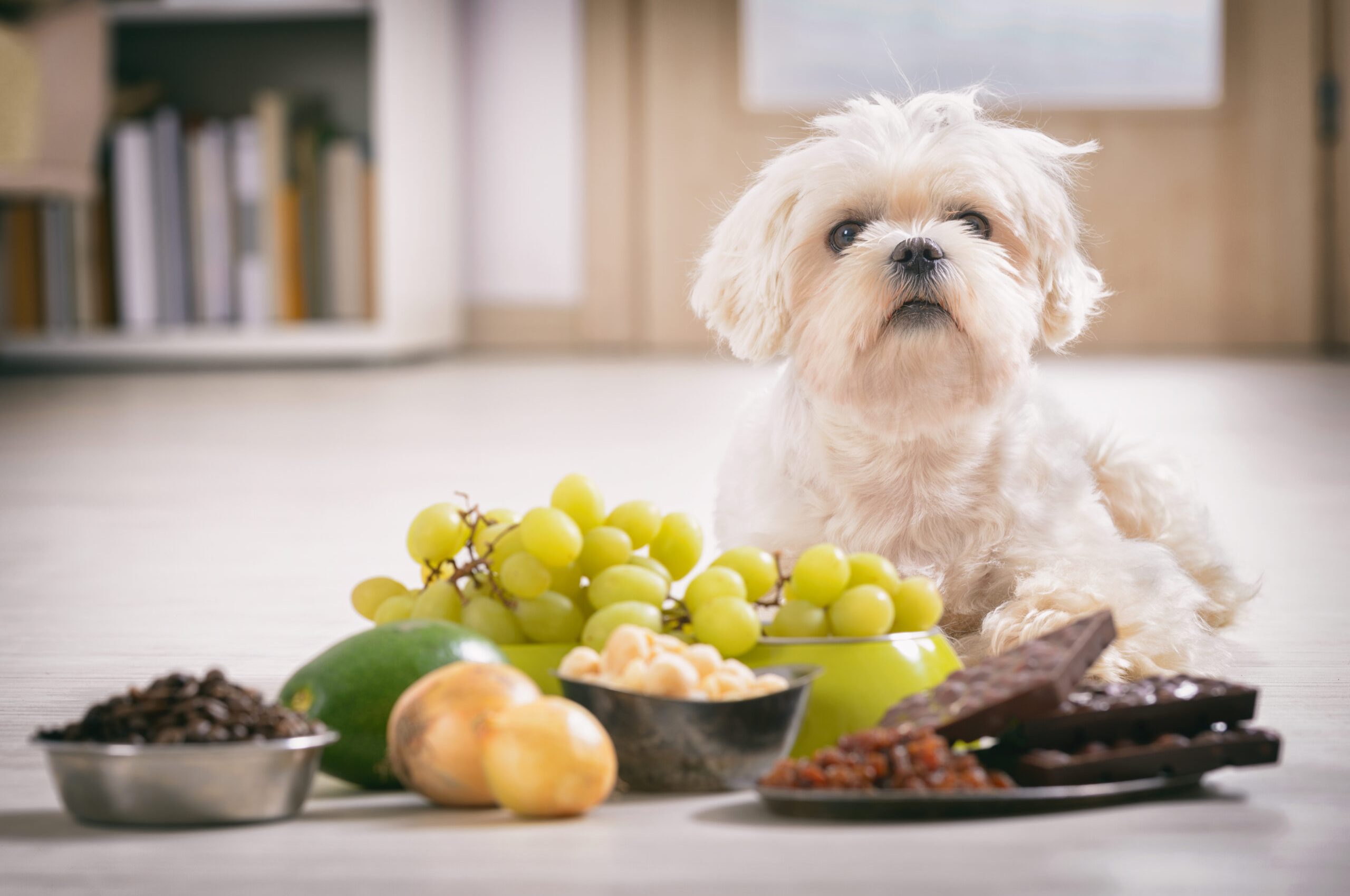 Little,White,Maltese,Dog,And,Food,Ingredients,Toxic,To,Him